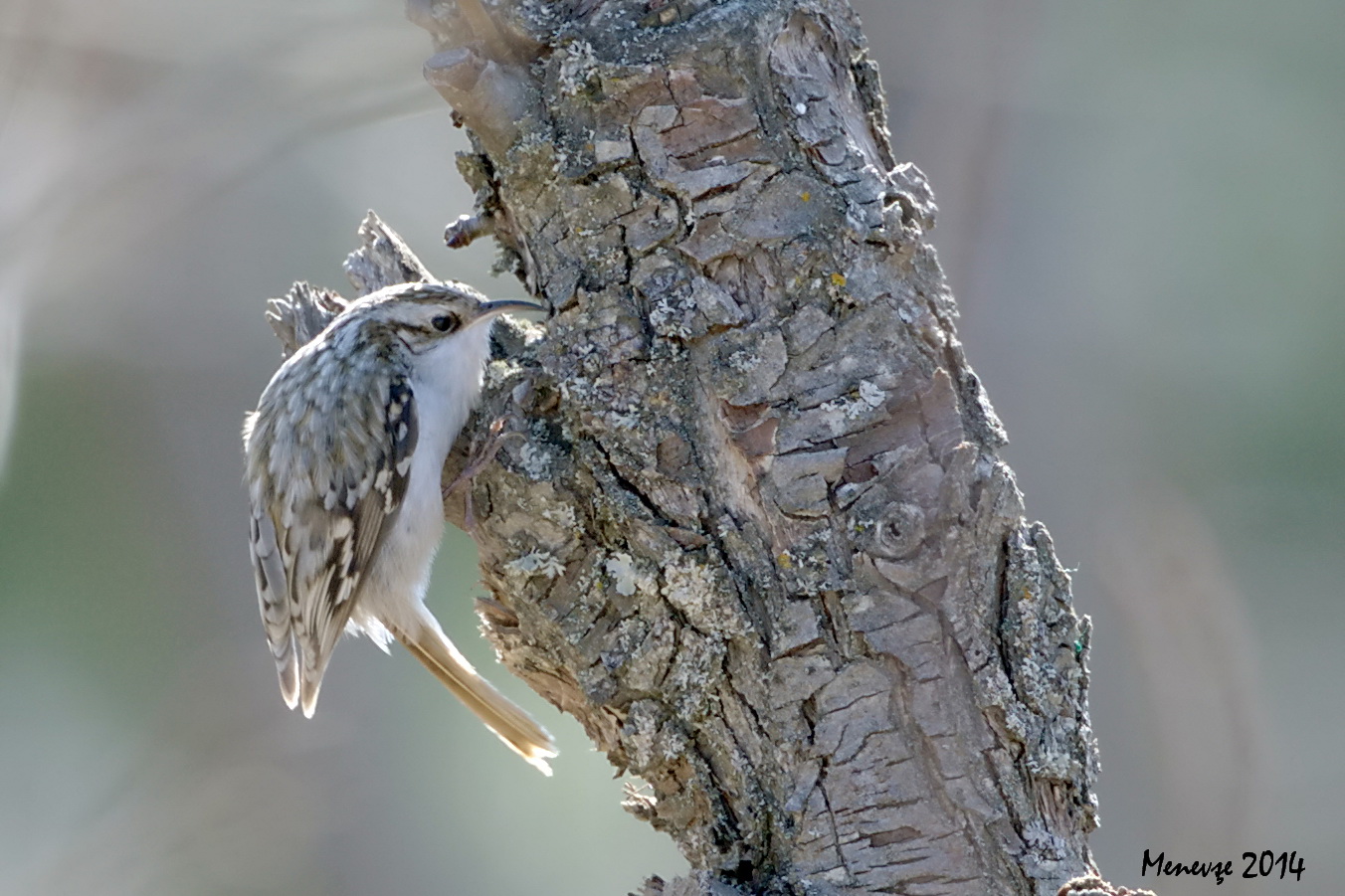 Eurasian Treecreeper